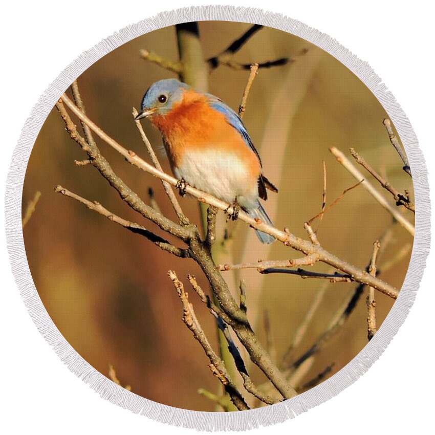 Bluebird Round Beach Towel featuring the photograph Winter's Bluebird by Tami Quigley