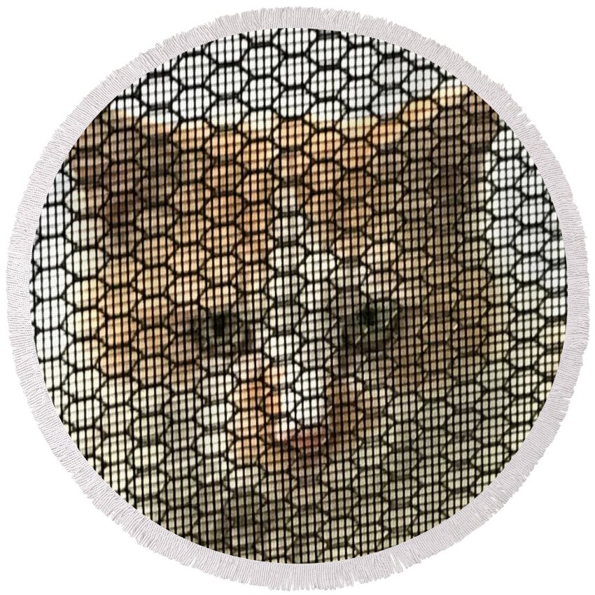 Cat Round Beach Towel featuring the photograph Wishful by Jan Gelders