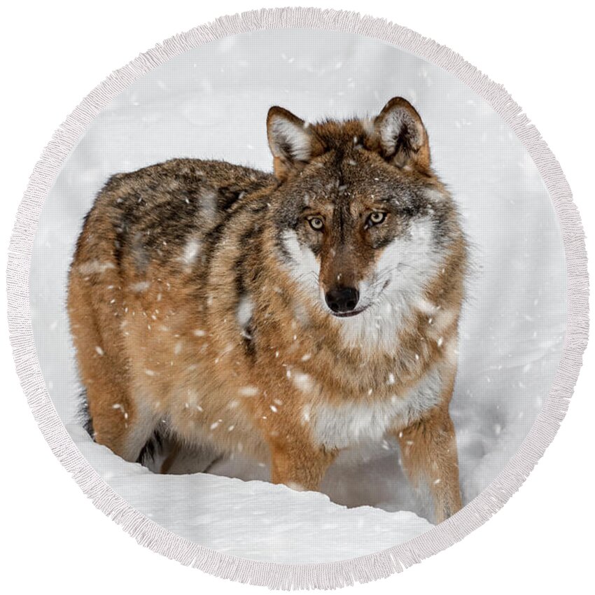 Gray Wolf Round Beach Towel featuring the photograph Wolf Hunting in Winter by Arterra Picture Library