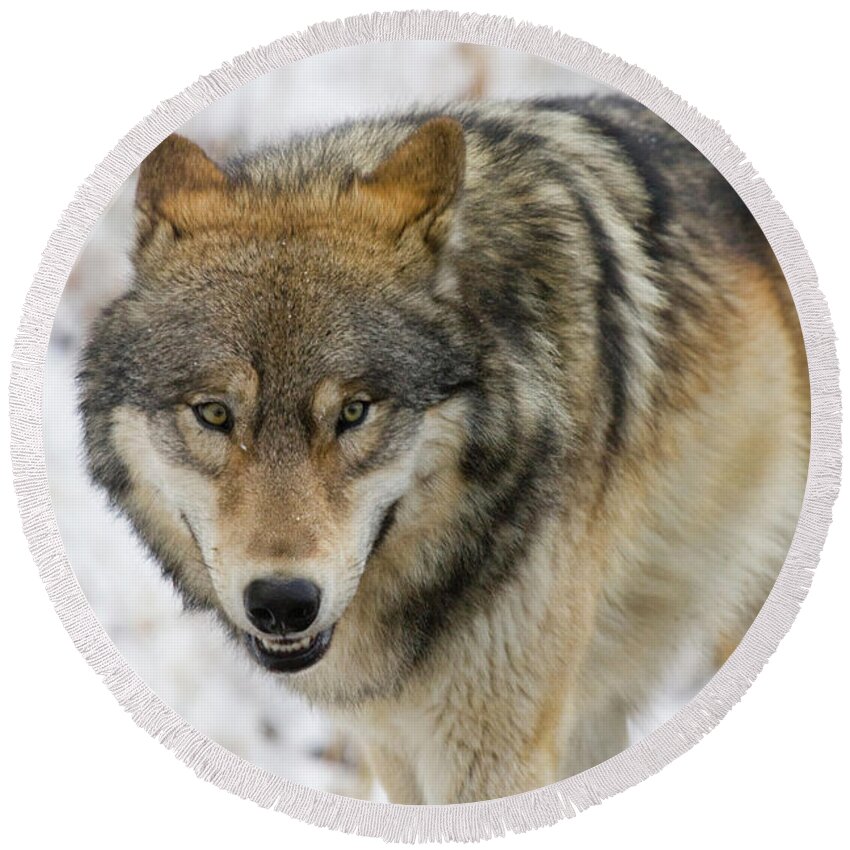 Wild Round Beach Towel featuring the photograph Wolf in the Wild by Mark Miller