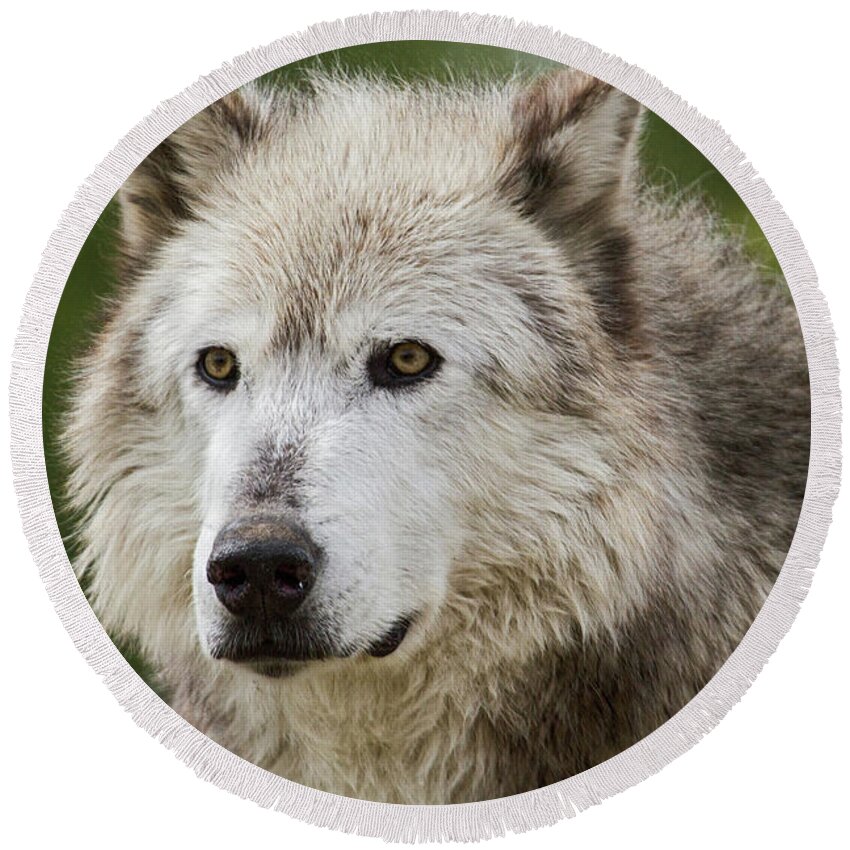 Wolf Round Beach Towel featuring the photograph Wolf by Wesley Aston