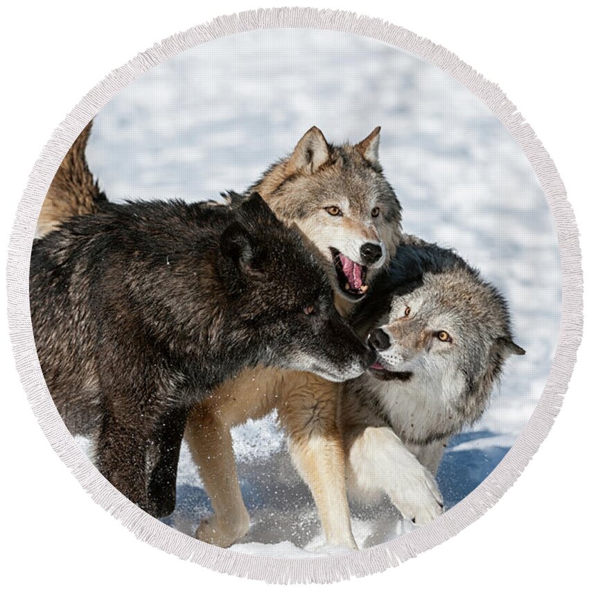 Wolves Round Beach Towel featuring the photograph Wolves at Play by Tibor Vari