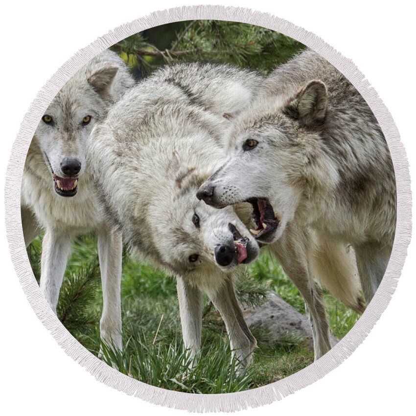 Wolf Round Beach Towel featuring the photograph Wolves Playing by Wesley Aston
