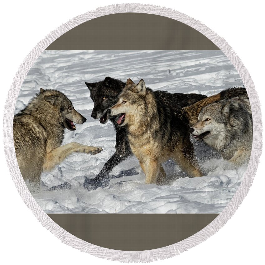Wolves Round Beach Towel featuring the photograph Wolves Roughing It Up by Tibor Vari