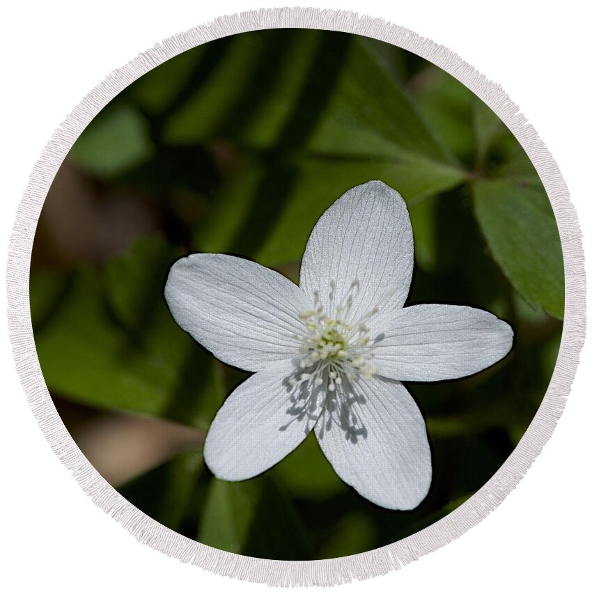 Native Plants Round Beach Towel featuring the photograph Wood Anemone by Joseph Yarbrough