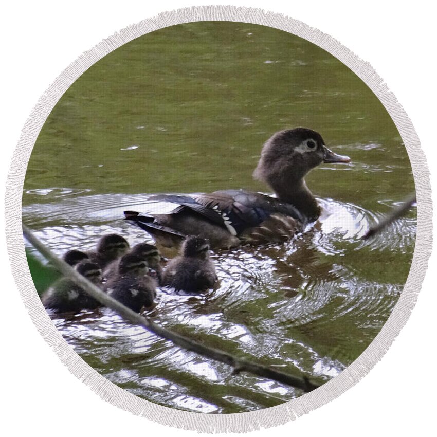 Birds Round Beach Towel featuring the photograph Wood Duck and Ducklings by Christopher Plummer