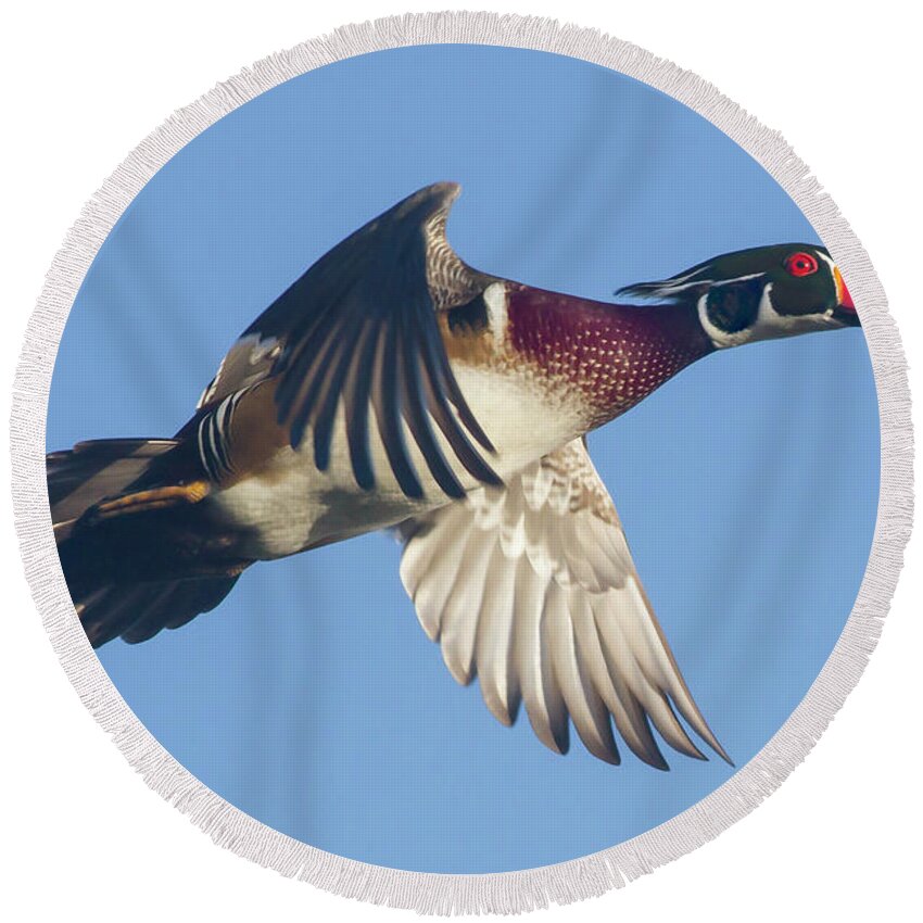 Wood Duck Round Beach Towel featuring the photograph Wood Duck Flying Fast by Mark Miller