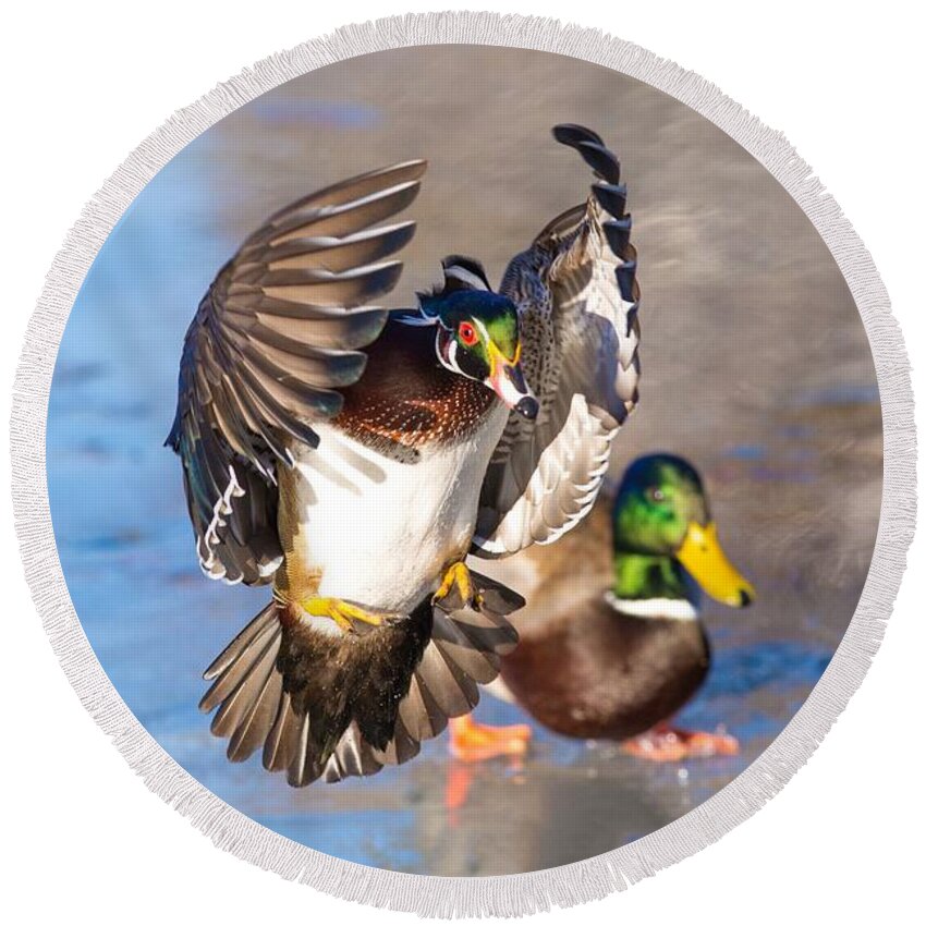 Wood Duck In Action Round Beach Towel featuring the photograph Wood duck in action by Lynn Hopwood