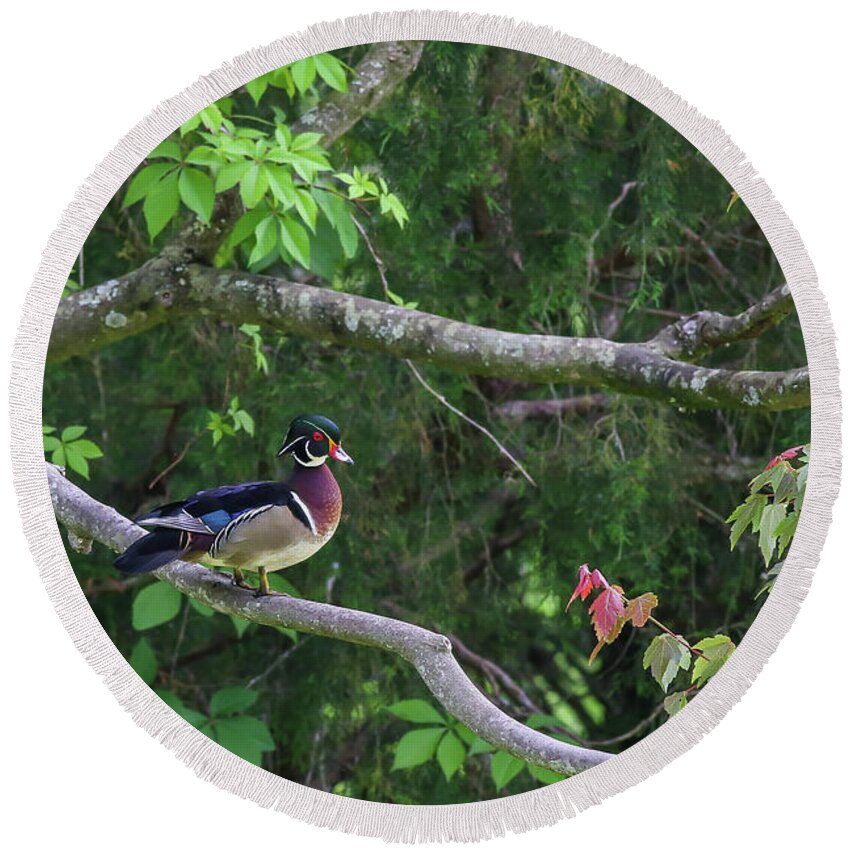 Waterfowl Round Beach Towel featuring the photograph Wood Duck in tree by Kevin Craft