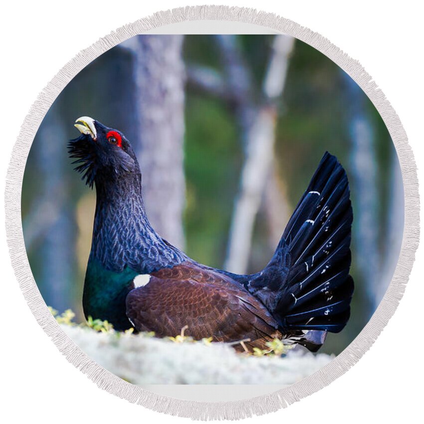 Wood Grouse Ws Round Beach Towel featuring the photograph Wood grouse WS by Torbjorn Swenelius