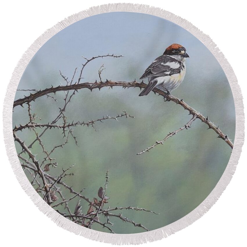 Wildlife Paintings Round Beach Towel featuring the painting Woodchat Shrike by Alan M Hunt