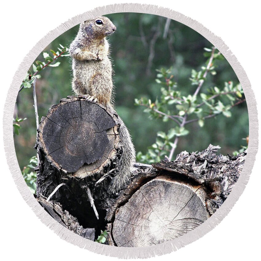 Squirrel Round Beach Towel featuring the photograph Woodpile Squirrel by Matalyn Gardner