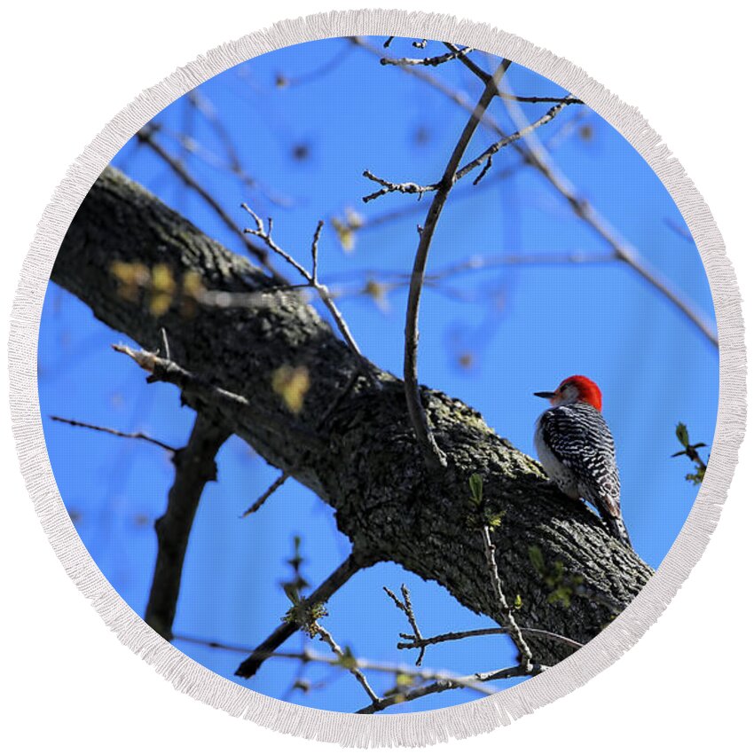 Woodpecker Round Beach Towel featuring the photograph Woody Woodpecker by Theresa Campbell