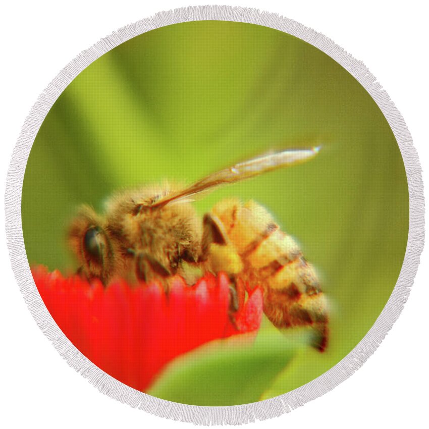 Macro Round Beach Towel featuring the photograph Worker bee by Micah May