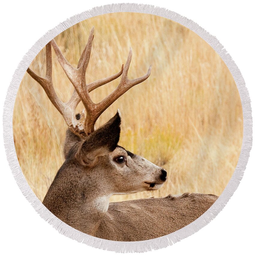 Buck Mule Deer Round Beach Towel featuring the photograph Wyoming Wildlife by Bon and Jim Fillpot