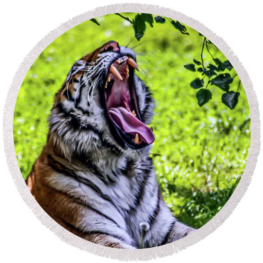Bengal Tiger Round Beach Towel featuring the photograph Yawning Tiger by Joann Copeland-Paul