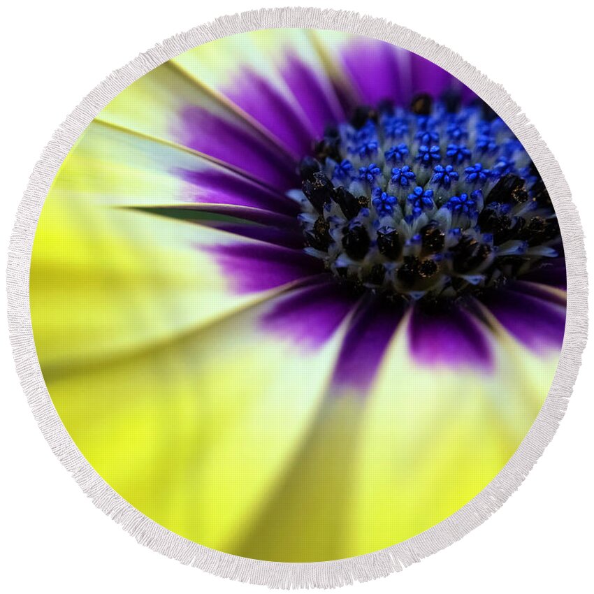 Spring Round Beach Towel featuring the photograph Yellow beauty with a hint of blue and purple by Eduard Moldoveanu