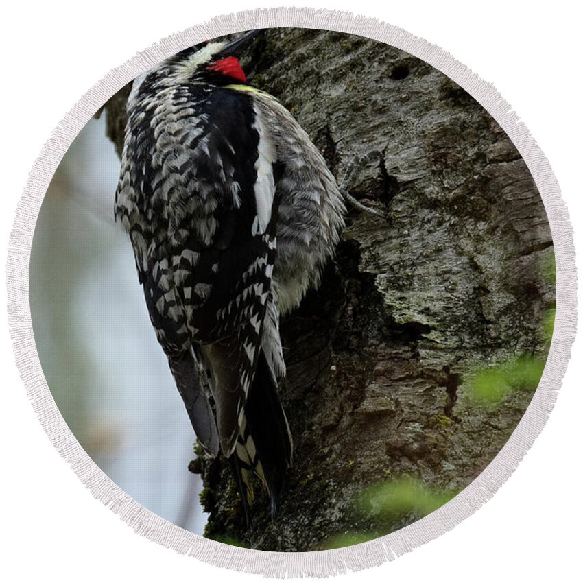 Woodpecker Round Beach Towel featuring the photograph Yellow bellied Sapsucker 2017 by Bill Wakeley