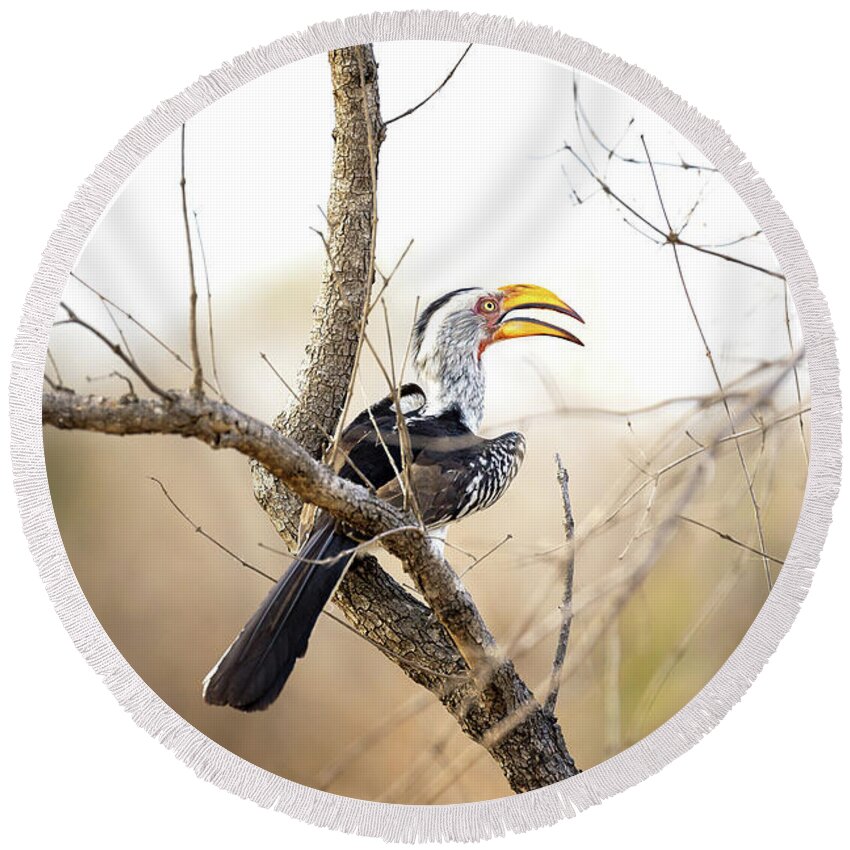 Hornbill Round Beach Towel featuring the photograph Yellow-billed hornbill sitting in a tree. by Jane Rix