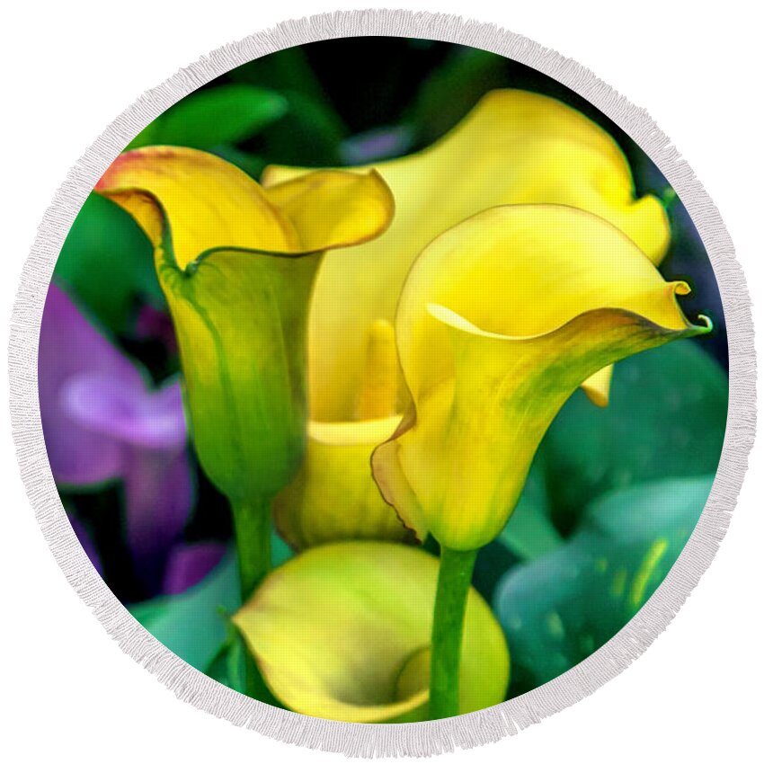 Spring Flowers Round Beach Towel featuring the photograph Yellow Calla Lilies by Az Jackson