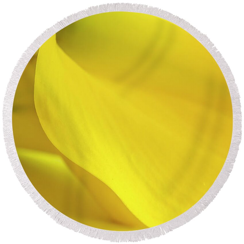 Anniversary Round Beach Towel featuring the photograph Yellow Calla Lily by Teri Virbickis
