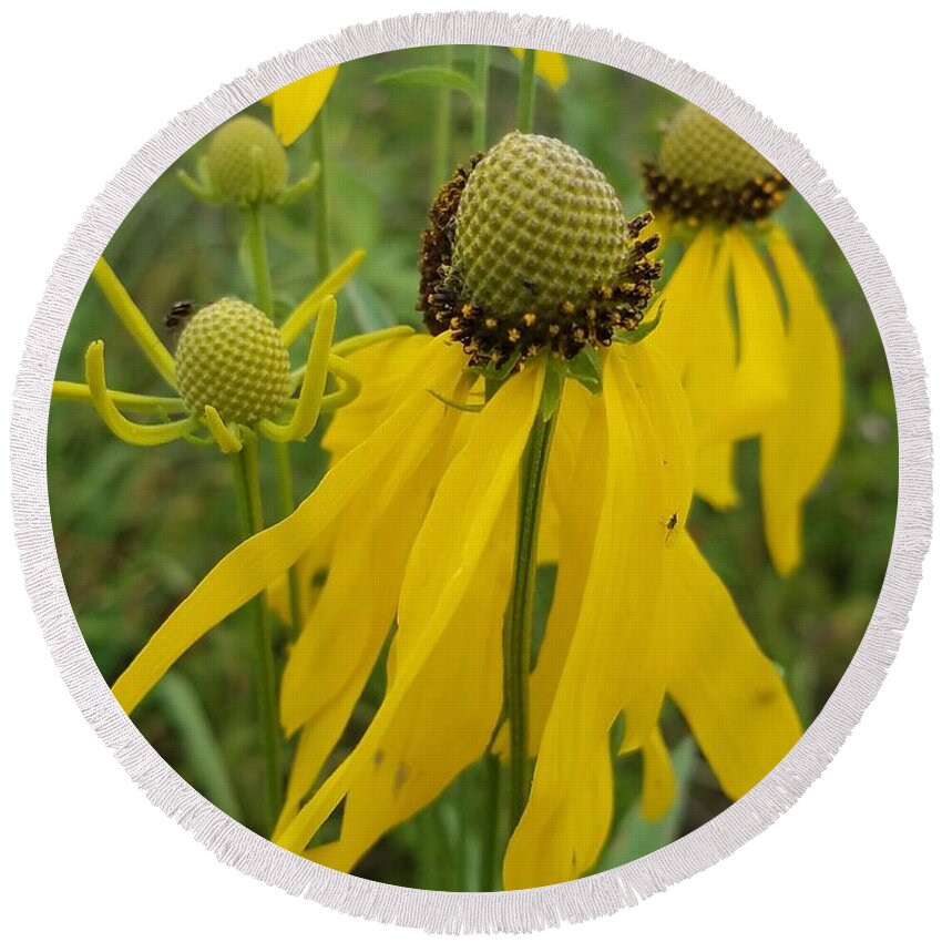 Yellow Cones In The Meadow Round Beach Towel featuring the photograph Yellow Cones in the Meadow by Maria Urso