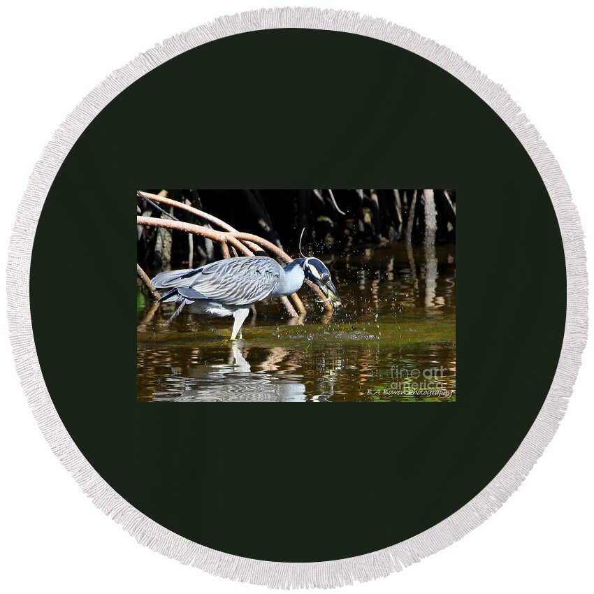 Yellow-crowned Night Heron Round Beach Towel featuring the photograph Yellow Crowned Night Heron catches a Crab by Barbara Bowen