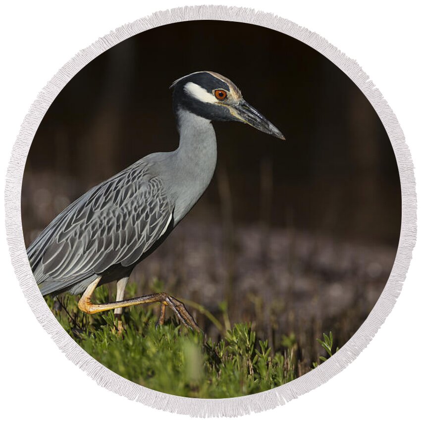 Yellow-crowned Round Beach Towel featuring the photograph Yellow-crowned Night Heron by David Watkins