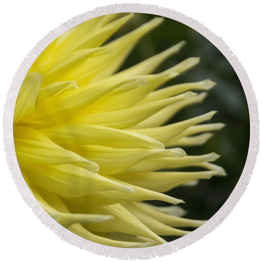 Florals Round Beach Towel featuring the photograph Yellow Dahlia Petals by Arlene Carmel