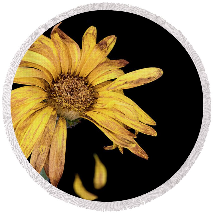 Decay Round Beach Towel featuring the photograph Yellow dahlia withered flower with petals by Michalakis Ppalis
