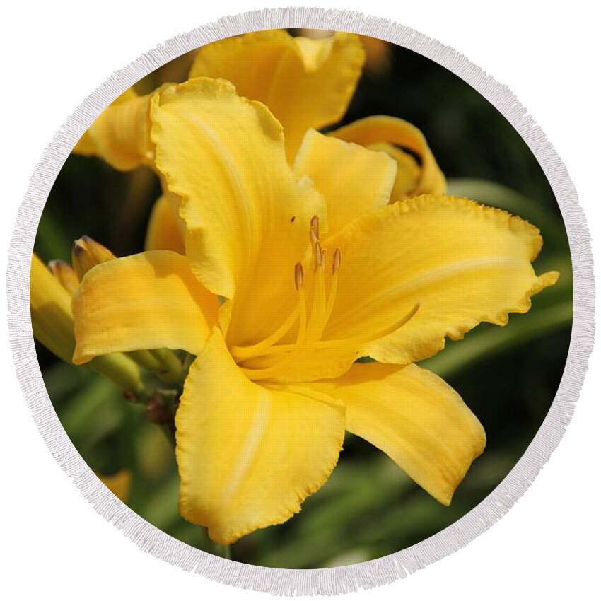 Lily Round Beach Towel featuring the photograph Yellow Daylily by Allen Nice-Webb