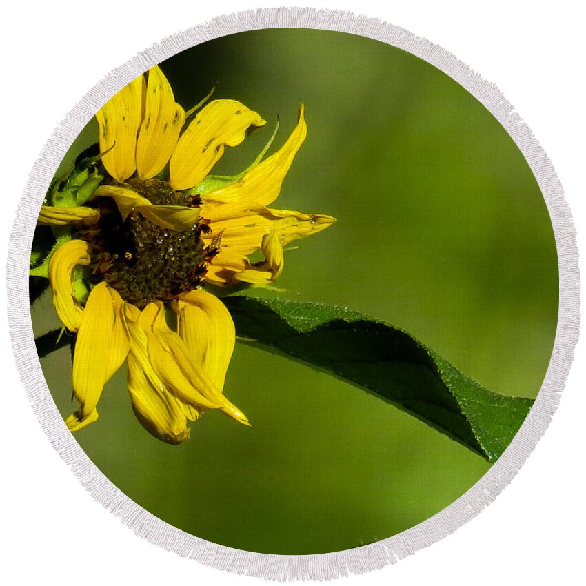 Nature Round Beach Towel featuring the photograph Yellow Flower 1 by Christy Garavetto