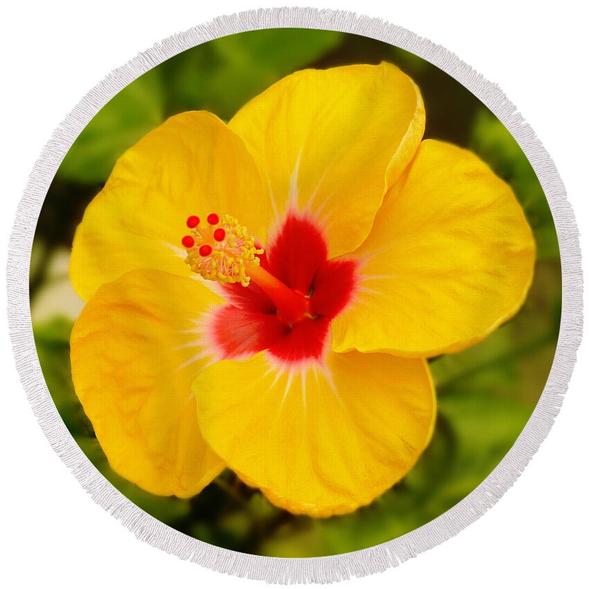 Hibiscus Round Beach Towel featuring the photograph Yellow Hibiscus by Mike McGlothlen