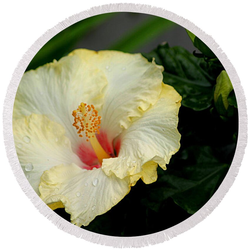 Yellow Hibiscus Round Beach Towel featuring the photograph Yellow Hibiscus by Living Color Photography Lorraine Lynch