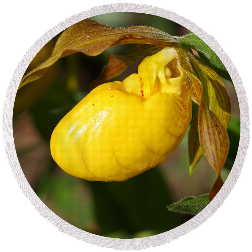 Flower Round Beach Towel featuring the photograph Yellow Lady's Slipper by Teresa Zieba