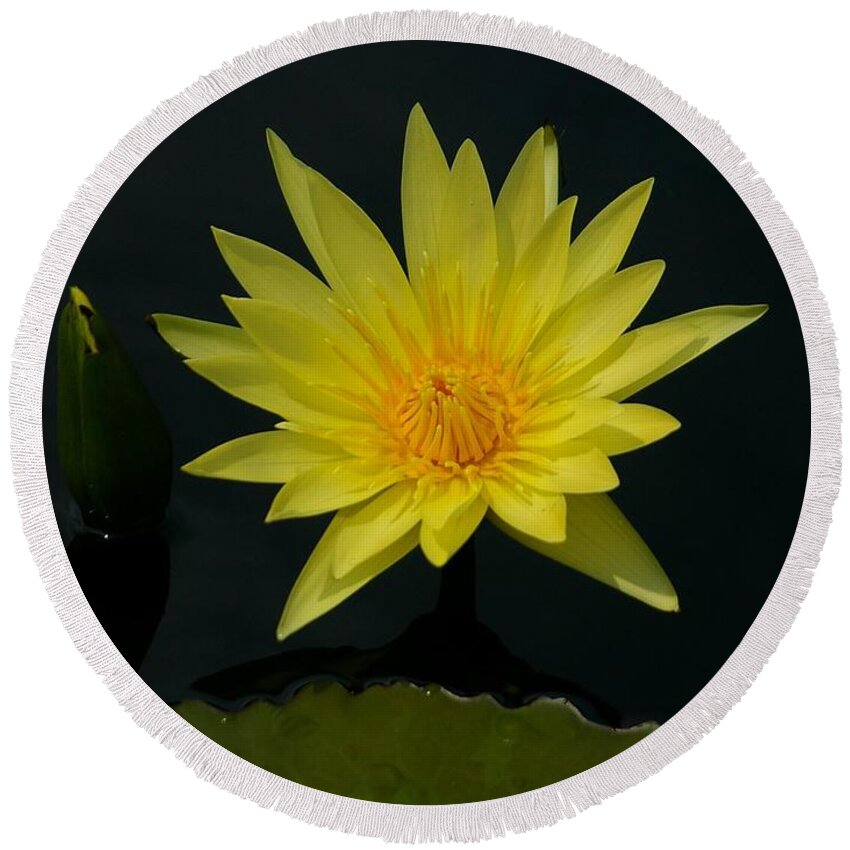 Yellow Round Beach Towel featuring the photograph Yellow Lotus Waterlily by Jackie Irwin