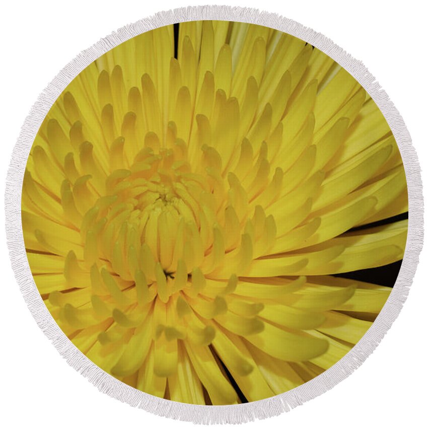 Photograph Round Beach Towel featuring the photograph Yellow Mum by Larah McElroy