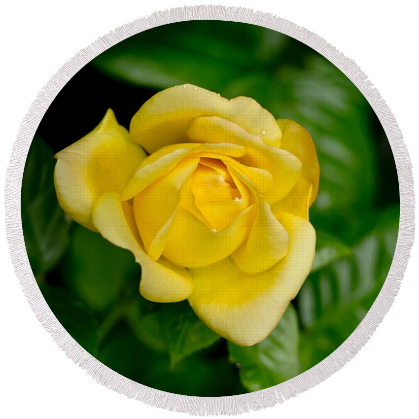 Rose Round Beach Towel featuring the photograph Yellow on green. by Elena Perelman