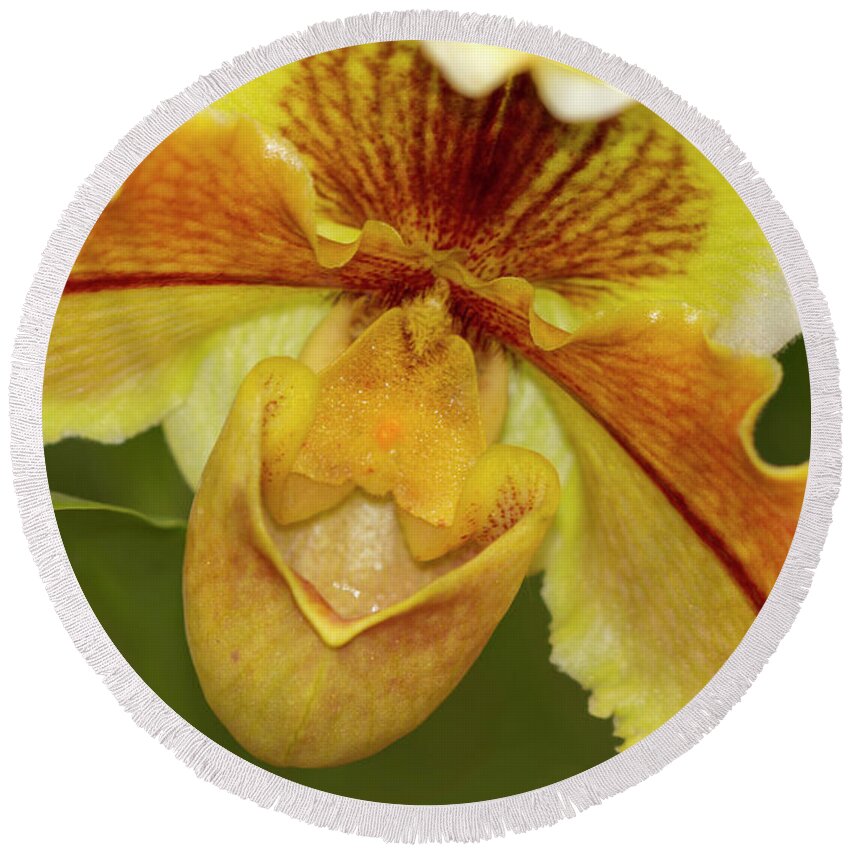 Orchid Round Beach Towel featuring the photograph Yellow Orchid, Orchidaceae by Heiko Koehrer-Wagner