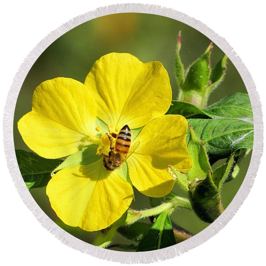 Yellow Evening-primrose Round Beach Towel featuring the photograph Yellow Primrose and Honey Bee 000 by Christopher Mercer