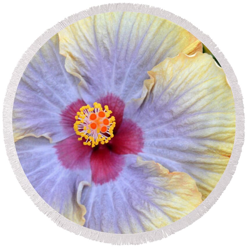 Flower Round Beach Towel featuring the photograph Yellow Purple Hibiscus 3 by Amy Fose