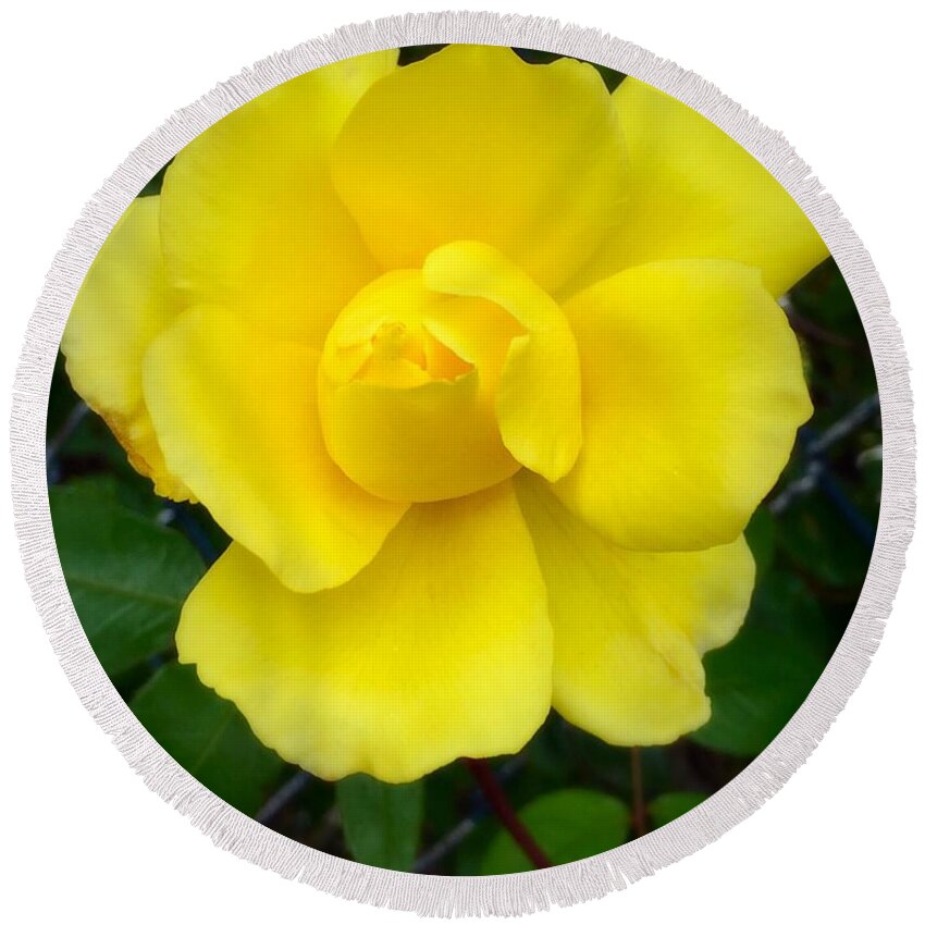 Rose Round Beach Towel featuring the photograph Yellow Rose by CAC Graphics