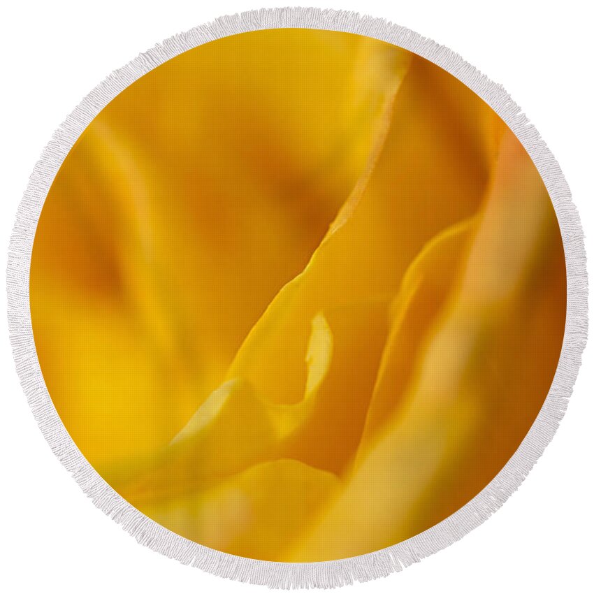 Plant Round Beach Towel featuring the photograph Yellow Rose Edges by Mary Jo Allen