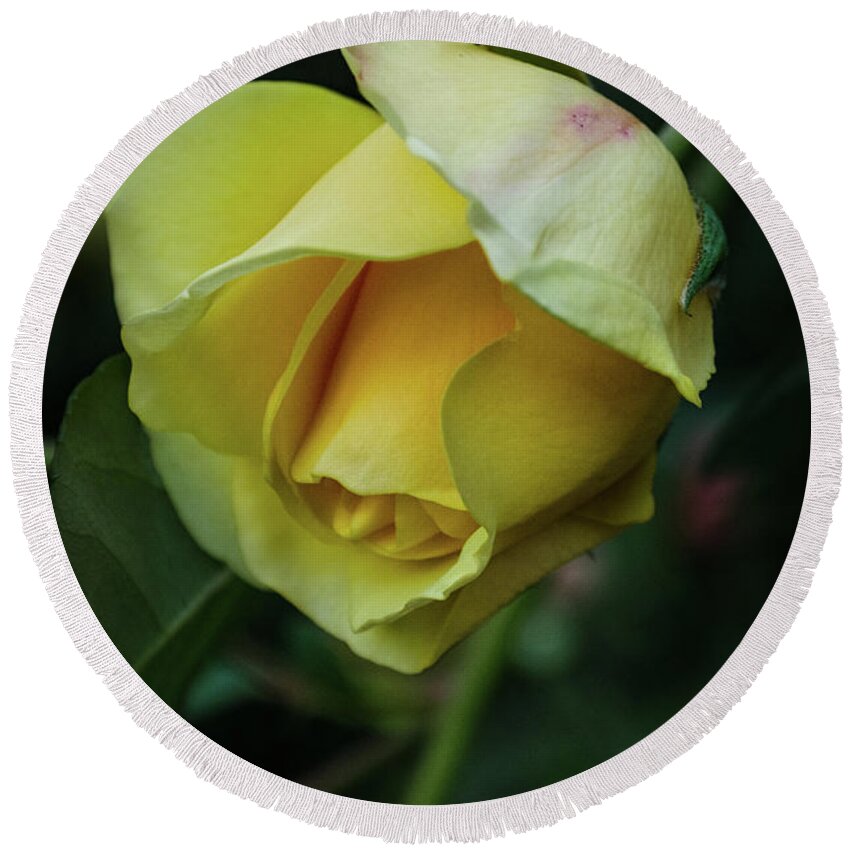 Yellow Rose Round Beach Towel featuring the photograph Yellow Rose of Friendship by GeeLeesa Productions
