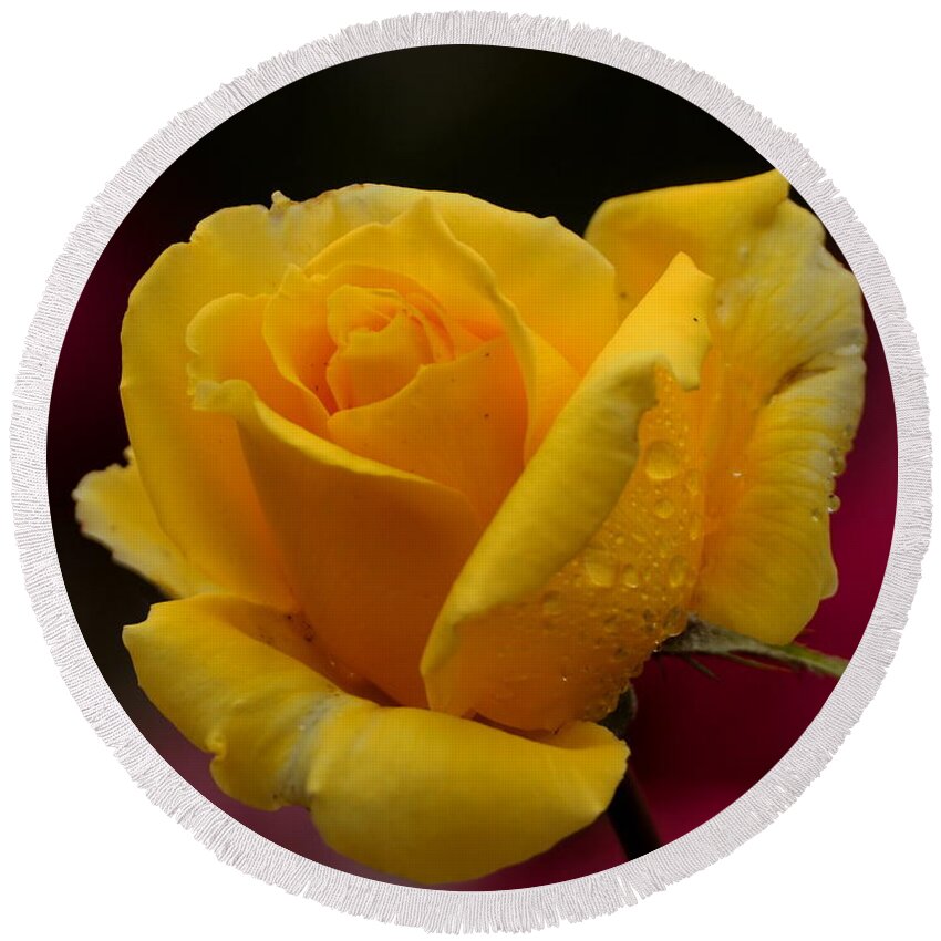 Botanical Round Beach Towel featuring the photograph Yellow Rose with Spring Raindrops by Richard Thomas
