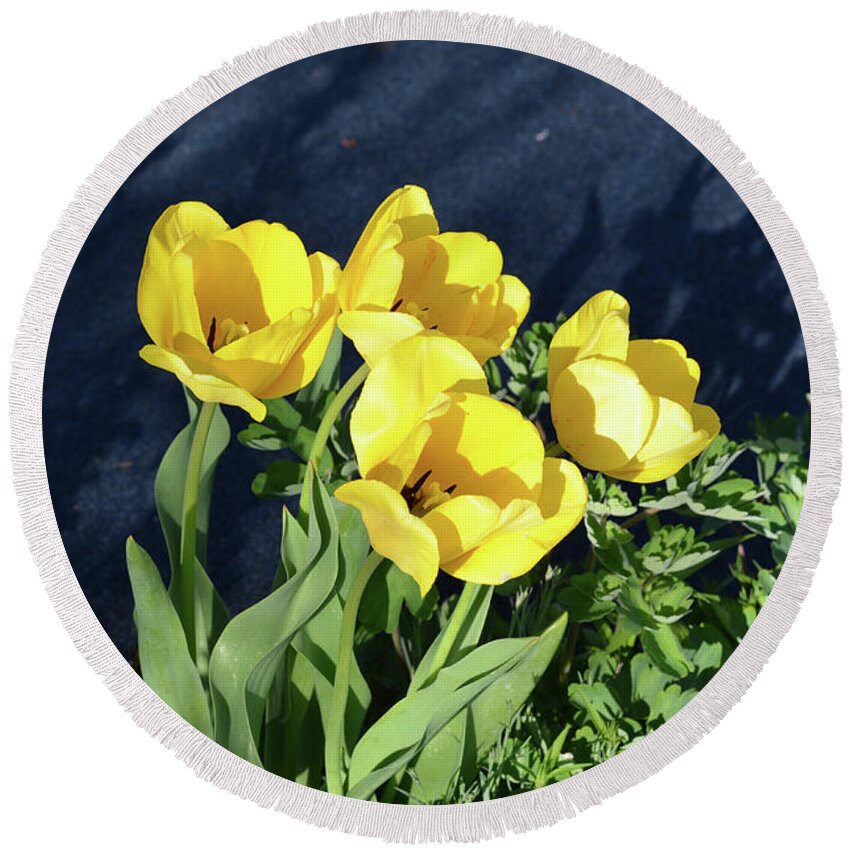 Garden Round Beach Towel featuring the photograph Yellow Tulips by Kathleen Stephens