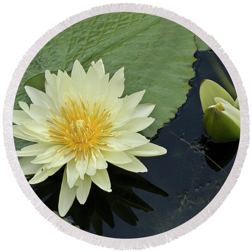 Water Llilies Round Beach Towel featuring the photograph Yellow Water Lily with bud Nymphaea by Heiko Koehrer-Wagner
