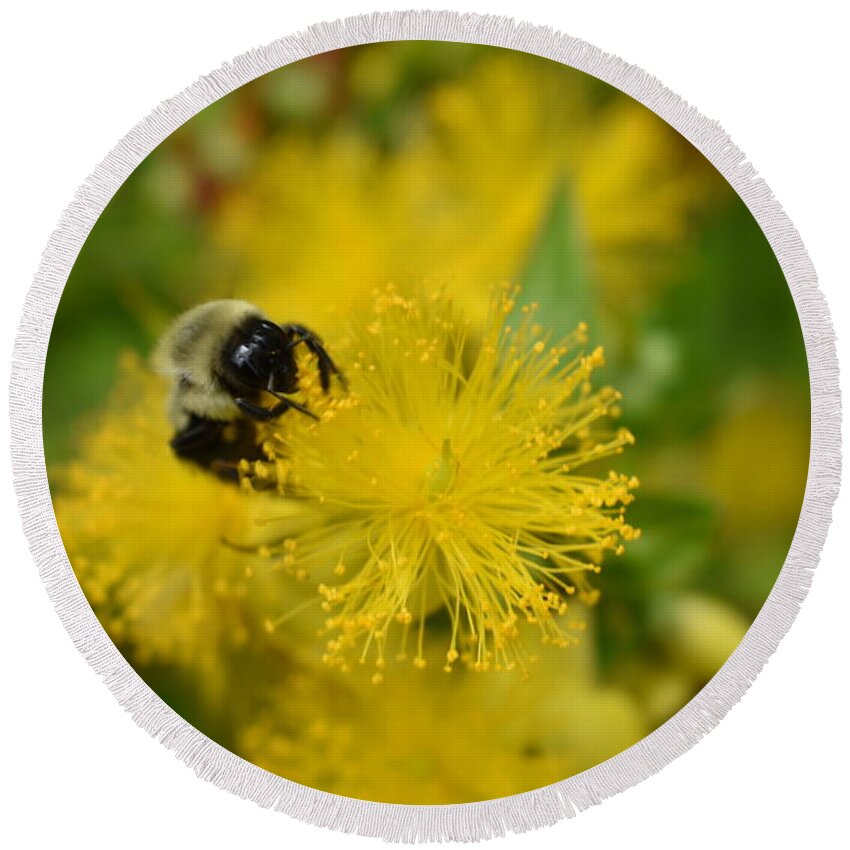 Yellow Round Beach Towel featuring the photograph Yellow Wildflower and the Bee by Nina Kindred