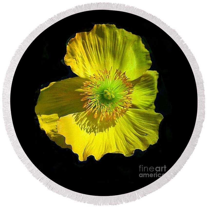 Windflowers Round Beach Towel featuring the digital art Yellow Windflower On Black by Pamela Smale Williams