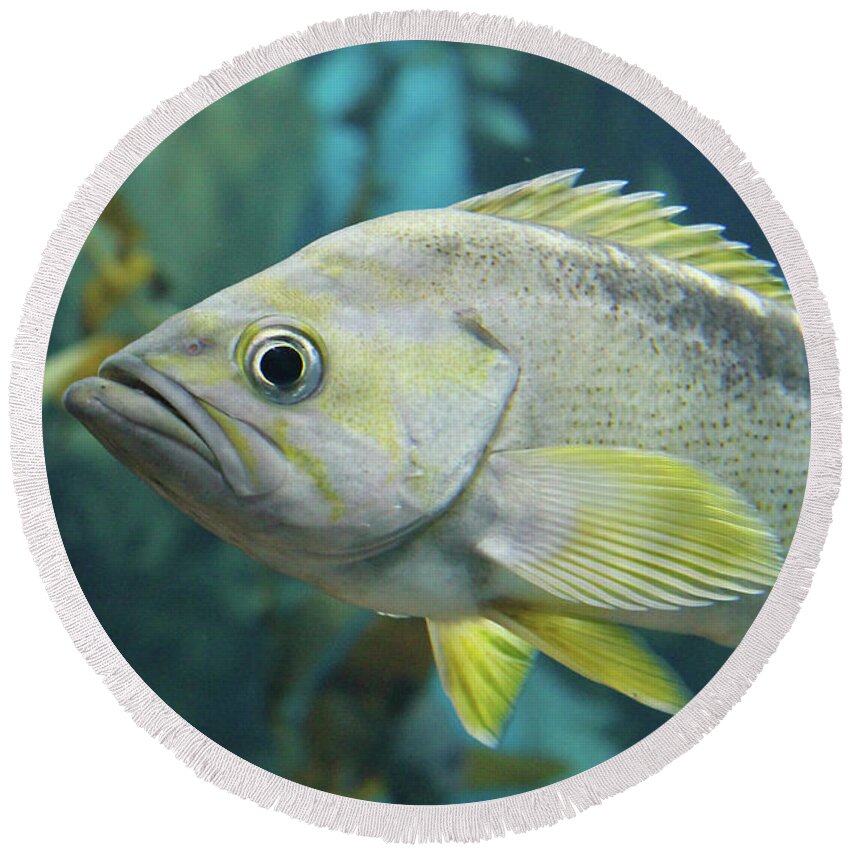 Fish Round Beach Towel featuring the photograph Yellowtail Rockfish by Nina Silver